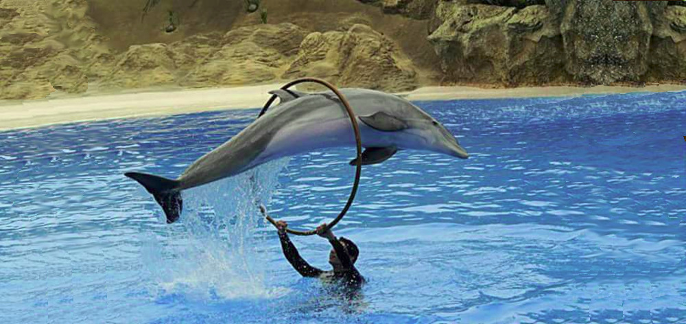 Dolphinarium in Hurghada