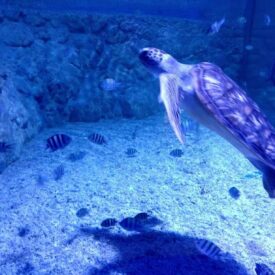 Grand Aquarium in Hurghada