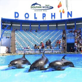 Dolphinarium (Dolphin Show) in Hurghada