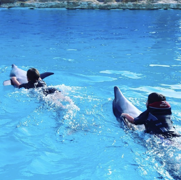 Dolphinarium (Dolphin Show) in Hurghada